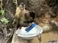 play Putting A Monkey To Work Video Free Download, Online Free Funny Clips
