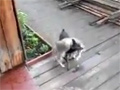 play Dog Carried Cat Home Video Free Download, Online Free Funny Clips