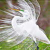 play White Fancy Bird Slide Puzzle