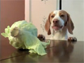 Dog Steal Cabbage Video Free Download, Online Free Funny Clips