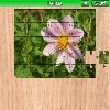 play Dahlia