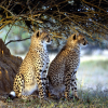 play Leopard Jigsaw