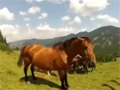 Wild Horses Are Wild Video Free Download, Online Free Funny Clips