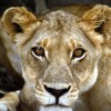 play Wild Lion Jigsaw