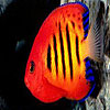 play Amazing Fishes Hidden Numbers