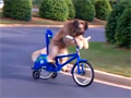 Smart Dog Rides Bike Video Free Download, Online Free Funny Clips