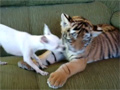 play Tiger Cub Playing With A Dog Video Free Download, Online Free Funny Clips