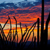 play Jigsaw: Cactus Sunrise