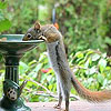 play Thirsty Squirrel Puzzle