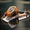play Little Snail In The Lake Slide Puzzle