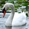 play Jigsaw: The Lovely Swan