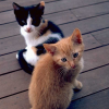 play Cat Jigsaw