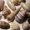 play Jigsaw: Seashells