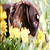 play Melancholic Dogs Hidden Numbers