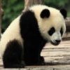 play Panda Jigsaw