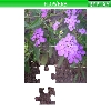 play Flowers