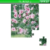 play Flowers 5