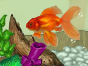 play Shining Gold Fish