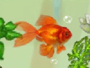 play Shining Gold Fish