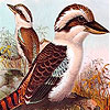 play Two Offended Bird Puzzle