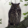 play Jigsaw: Great Owl