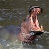 play Hippo Jigsaw