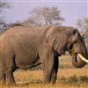 play Big Elephant Jigsaw