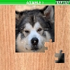 play Animals 7