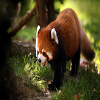 Red Panda Slide Puzzle