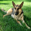 play Jigsaw: German Shepherd