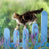 play Cat Slide Puzzle