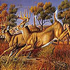 play Runner Deers Slide Puzzle