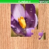 play Flowers 6