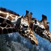 Giraffe Jigsaw