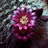 play Cactaceae Jigsaw