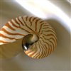 play Sea Shell Jigsaw