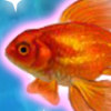 play Shining Gold Fish