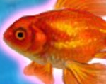 play Shining Gold Fish