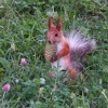 play Jigsaw: Little Forest Beauty