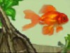 play Shining Gold Fish