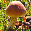 play Jigsaw: Beautiful Mushroom