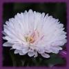 play Jigsaw: Сhrysanthemum