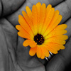 play Jigsaw: Flower In Hand