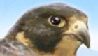 play Pet Falcon