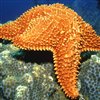 play Sea Star Jigsaw