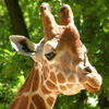 play Jigsaw: Giraffe 2