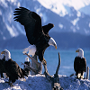 play Eagle Slide Puzzle