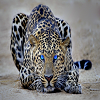 play Leopard Slide Puzzle