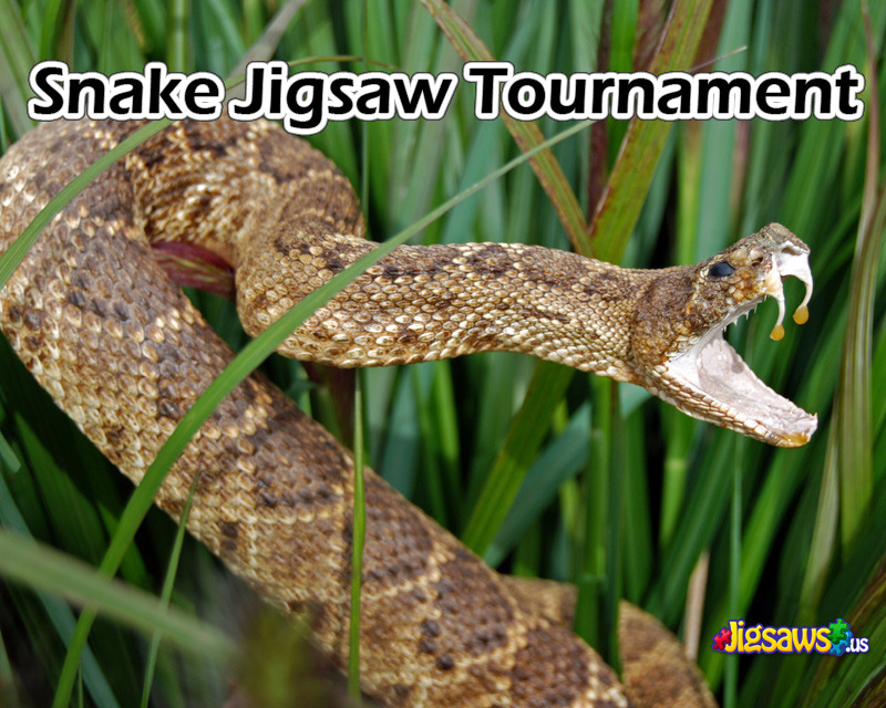 play Snake Jigsaw Tournament