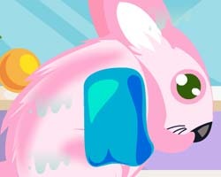 play Chinchilla Pet Care